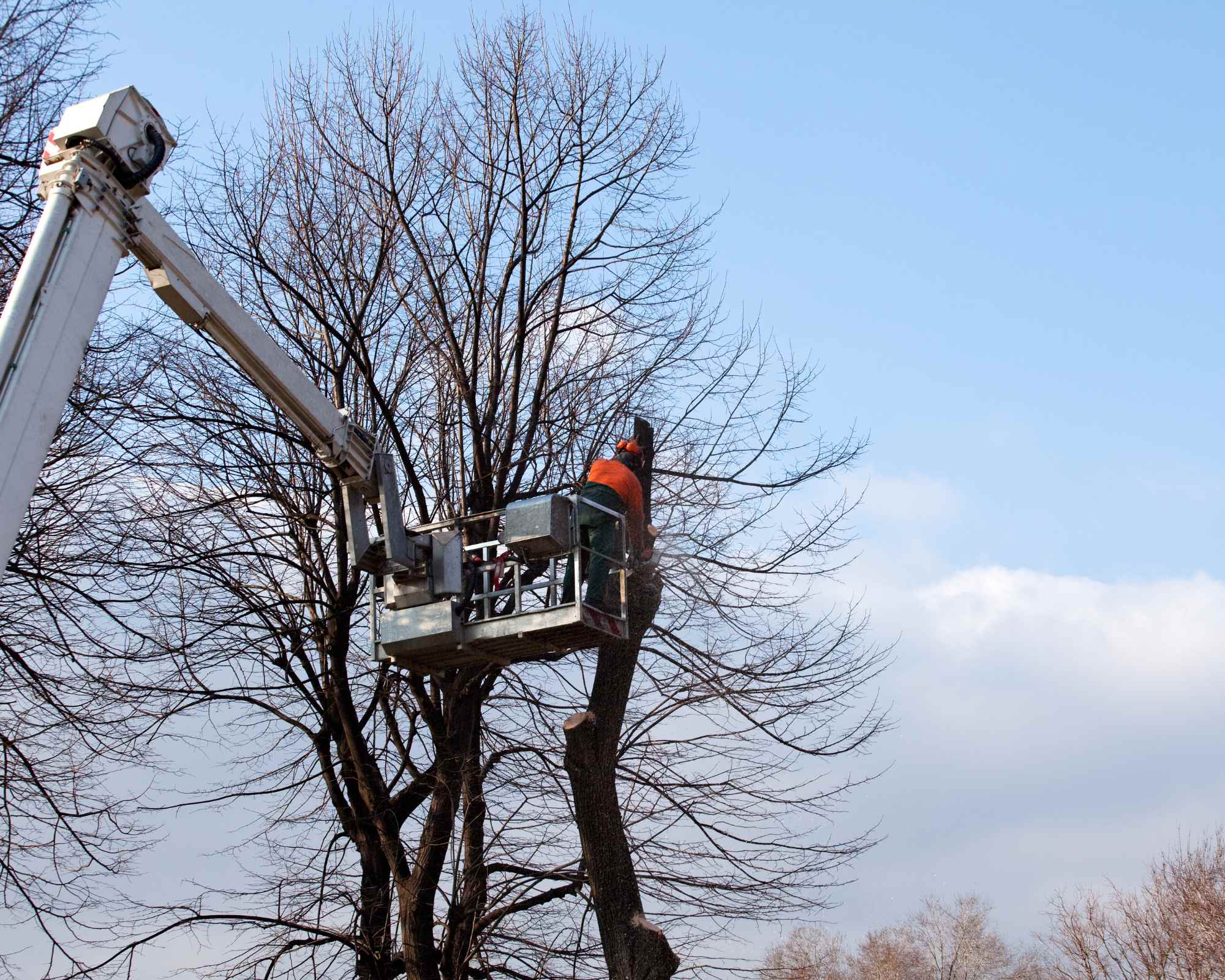 MJ SERVICES Elagueur expérimenté effectue un abattage contrôlé de ce grand sapin situé à proximité d'une habitation. La sécurité est notre priorité absolue dans toutes mes opérations d'abattage